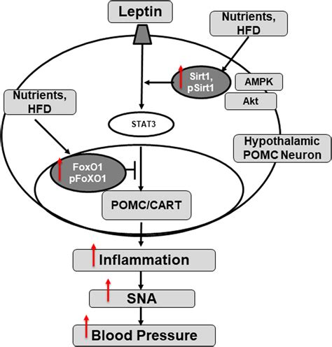 Modulation Of Sirt1 And FoxO1 On Hypothalamic LeptinMediated