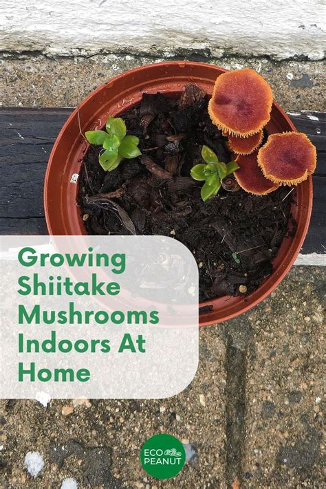 Growing Shiitake Mushrooms Indoors At Home Eco Peanut Growing