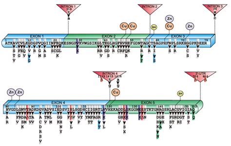 SOD1 and Amyotrophic Lateral Sclerosis (ALS) - Home