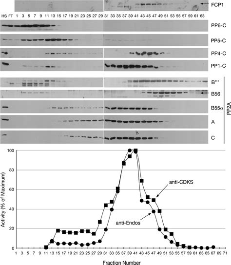 Figures And Data In Greatwall Phosphorylated Endosulfine Is Both An