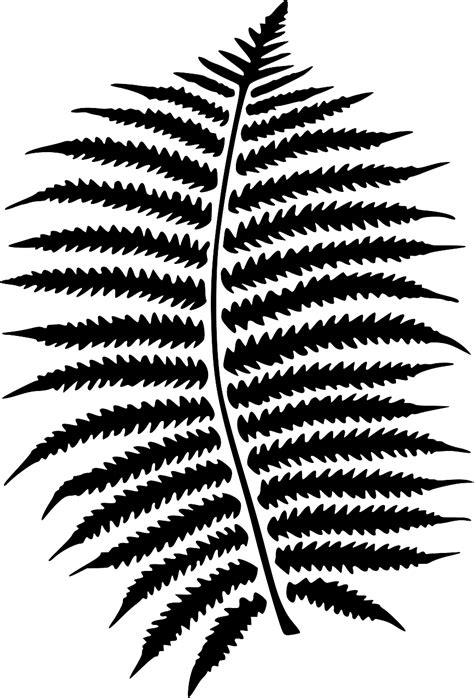 Svg Fern Forest Leaf Pattern Free Svg Image And Icon Svg Silh