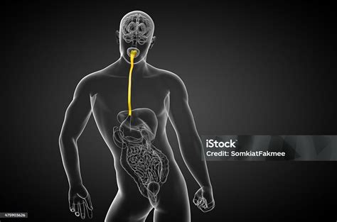 3d Rendered Illustration Of The Esophagus Stock Photo Download Image