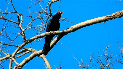 Male Cuckoo🐦song And Female🐦 Indian Koyal Bird Youtube