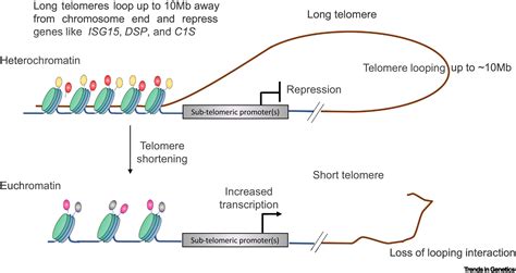 Telomeres Expand Sphere Of Influence Emerging Molecular Impact Of