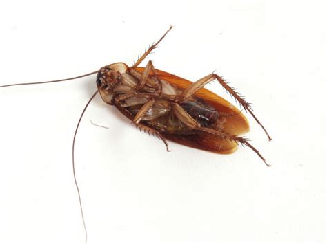 DIY Natural Roach Killer - All Natural & Good