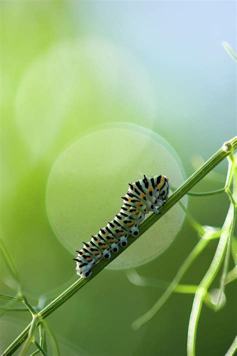 Caterpillar Swallowtail Butterfly Photograph by Bruno Manunza - Fine Art America