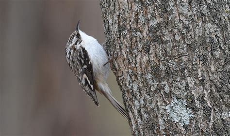 Bird Profile Brown Creeper Schlitz Audubon