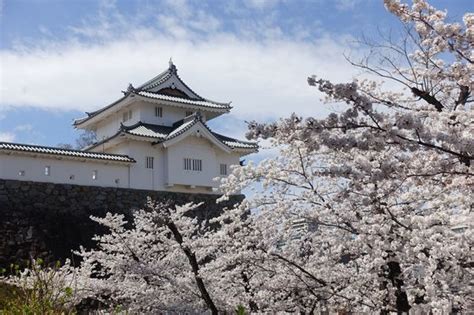 甲府城跡（舞鶴城公園）の桜 2024年の見頃と現在の開花状況は？｜お花見スポット 歩いてみたブログ