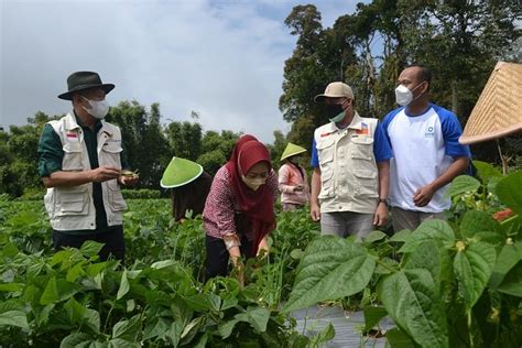 Dari Kutabawa Purbalingga Buncis Jenis Kenya Diekspor Dan Beredar Di