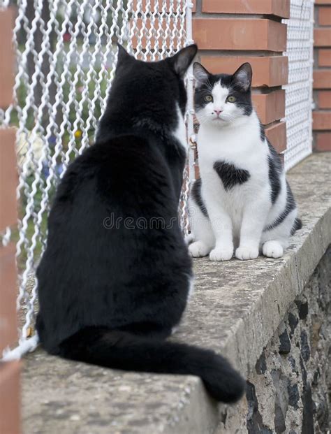 Cats On Fence Stock Image Image Of Bricks Kitten Tuxedo