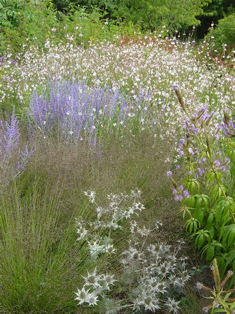 Eryngium Piet Oudolf Border At Rhs Wisley King Coyote Flickr