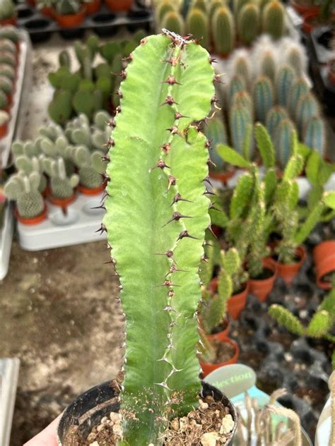 Euphorbia Ingens Succulents Euphorbia Kaktusy Sukulenty I Inne