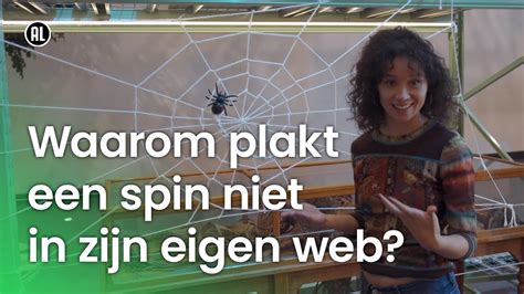 Waarom Blijft Een Spin Niet Kleven In Zijn Eigen Web Vragen Van