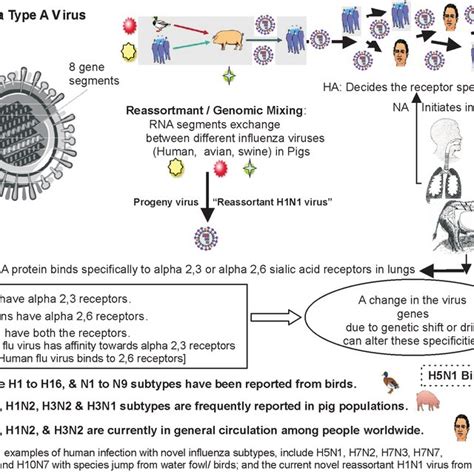 Influenza A Virus Genomic Structure Receptor Specificities H And N