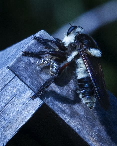 20139272426 Asilidae Robber Fly Bee Killer Mallophor Flickr