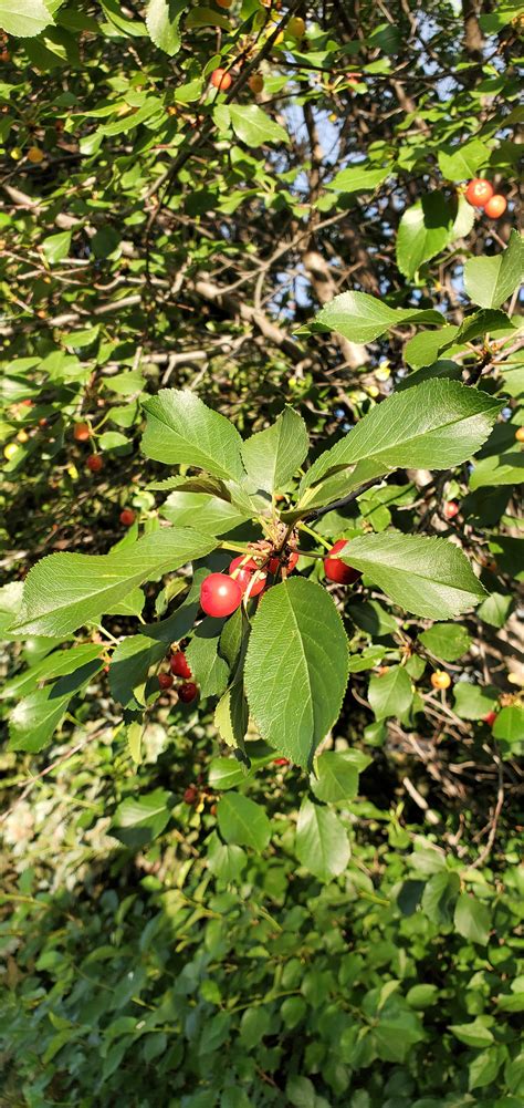 what's this berry? : r/FruitTree