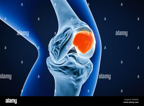 Anterior Or Front Close Up View Of The Patella Or Kneecap Bone 3d