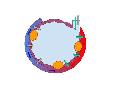 Biology Alveolus And Capillary Diagram Diagram Quizlet