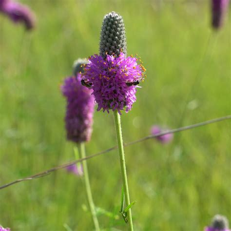 MiN Native Purple Prairie Clover Plants | Natural Shore