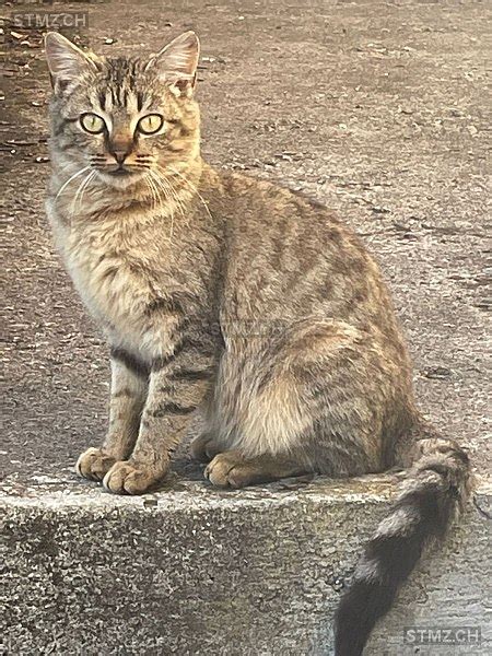 Meldung Nr 362 390 Gefunden Katze In 3144 Gasel