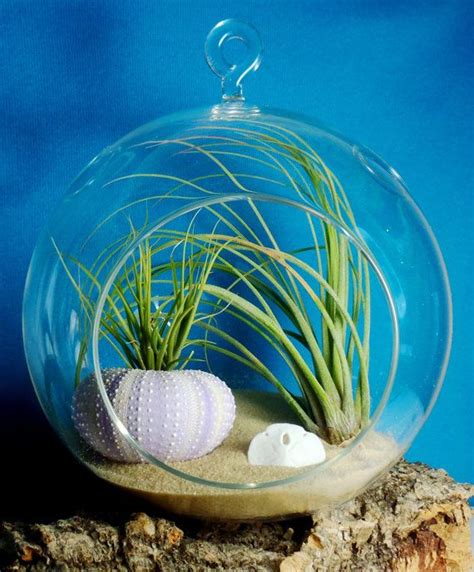 Hanging Air Plant Terrarium With Sea Urchin And Sand By Plantzilla