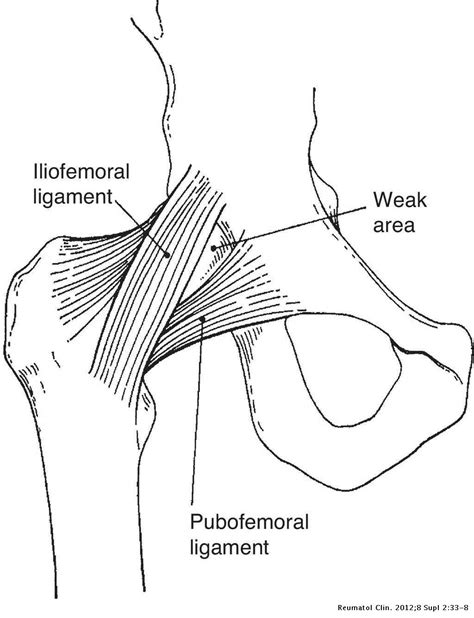 Diagram Of Hip Muscles And Ligaments : Iliopsoas Wikipedia / One or ...