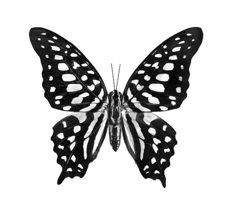 Premium Photo A Butterfly With Black Spots On Its Wings