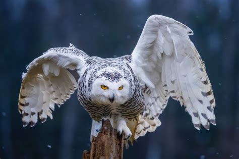 #1418507 4K, snowy owl, Owls, Birds, Wings - Rare Gallery HD Wallpapers