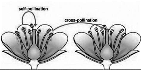 Differences between Self-pollination and Cross-pollination - QS Study