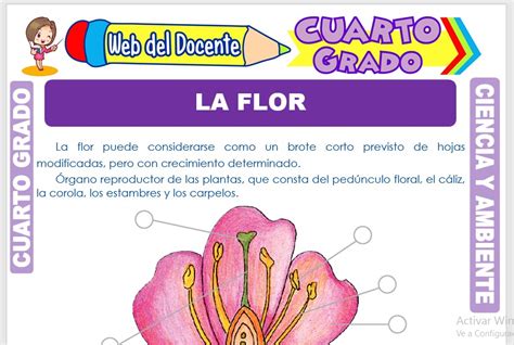 La Flor Para Cuarto Grado De Primaria Web Del Docente Hot Sex Picture