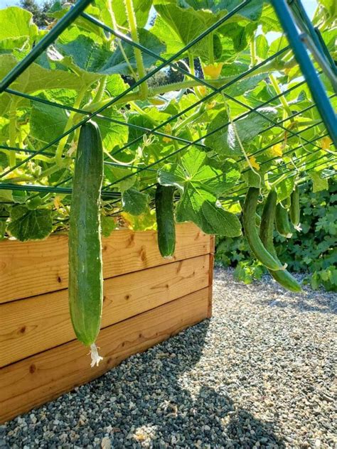 10 Diy Cucumber Trellis Ideas To Get You Growing