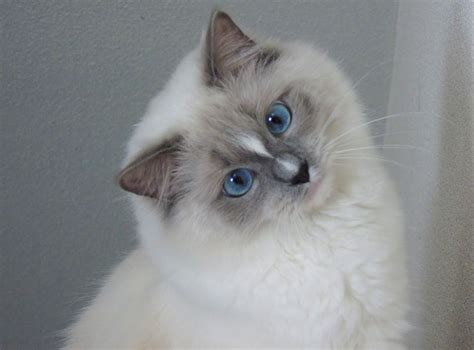 Blue Mitted Ragdoll