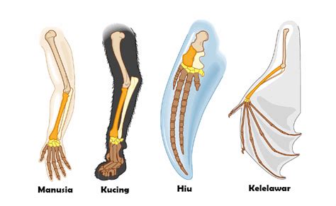 Bukti Yang Mendukung Adanya Evolusi