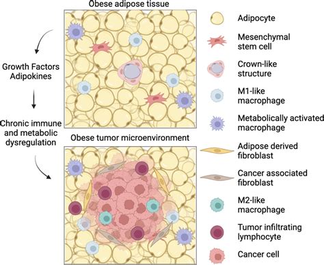 The Impact Of Obesity On The Tumor Microenvironment White Adipose