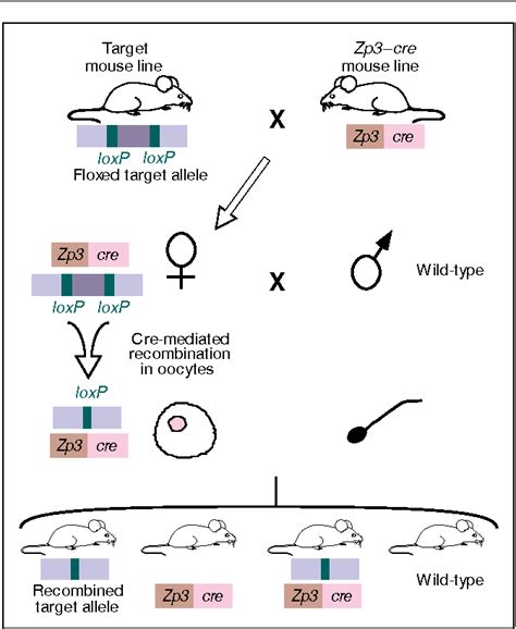 Figure 1 From Zp3cre A Transgenic Mouse Line For The Activation Or