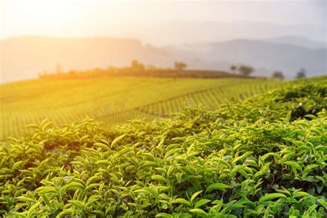 Beautiful Green Tea Leaves At Tea Plantation At Sunset Stock Photo