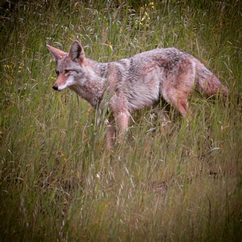 Finally Clear Up Close Portraits Of A Bernal Coyote Bernalwood