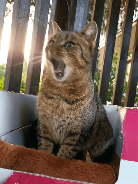 Blurry Pictures Of A Cat Rblurrypicturesofcats