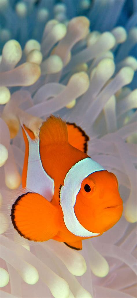 Clownfish Wallpapers - Wallpaper Cave