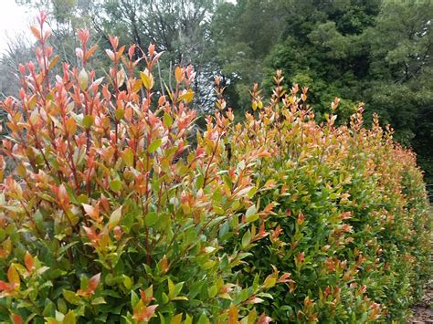 Syzygium Australe ‘hinterland Gold Lilly Pilly Gardening With Angus