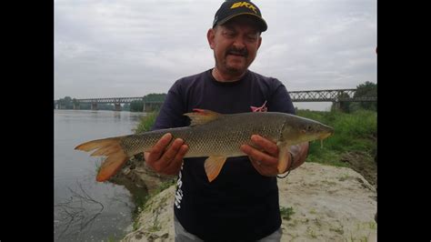 Pesca A Bolognese In Passata Sul Fiume Po Aspi E Barbi A Guadino