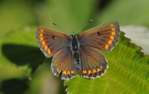 Het Bruin Blauwtje Blauwtjes En Vuurvlinders Vlinders