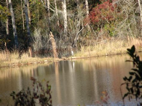 The Blue Heron Lake Nature Conservancy Mission Statement