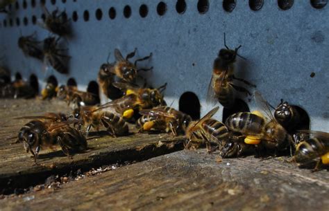 CPN Les P Tits Castors Samedi Janvier Fabrications Avec Les Produits De La Ruche