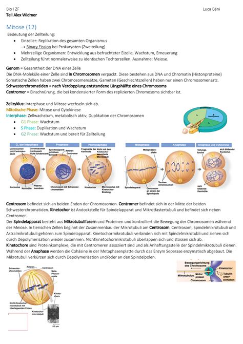 Biologie Teil Bei Dr Widmer Hs Bio I Zf Teil Alex