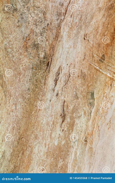 Naturaleza Del Tronco De Rbol Madera Del Modelo De La Textura De La