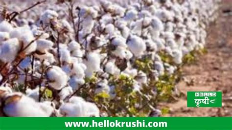 Cotton Pa 837 देशी कापसाचे नवे वाण केवळ 160 दिवसांत होते तयार पहा वैशिष्टये Hello Krushi