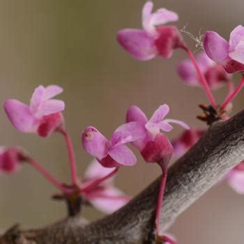 Cercis Canadensis Tennessee Pink Redbud Garden Center Marketing