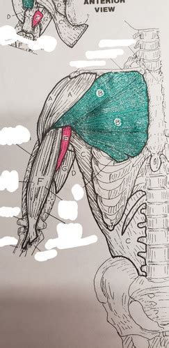 Muscles Of Anterior Lateral Chest Pics Flashcards Quizlet