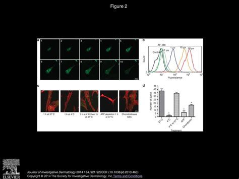 A Fibronectin Peptide Redirects PDGF BB PDGFR Complexes To